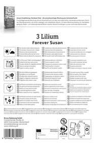 Asiatische Lilie Forever Susan