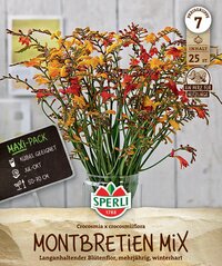 Bunter Blumenstrauß aus Crocosmia x crocosmiiflora in einer klaren Vase, mit Pflanzenetikett.