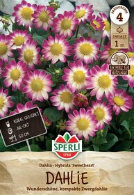 Pink-weiße Blüten mit gelbem Zentrum und grünem Laub.