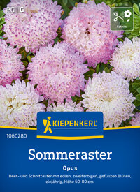 Bunte pink und weiße Blüten des Sommeraster Opus auf grünen Blättern.
