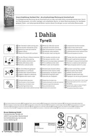 Dekorative Dahlie Tyrell