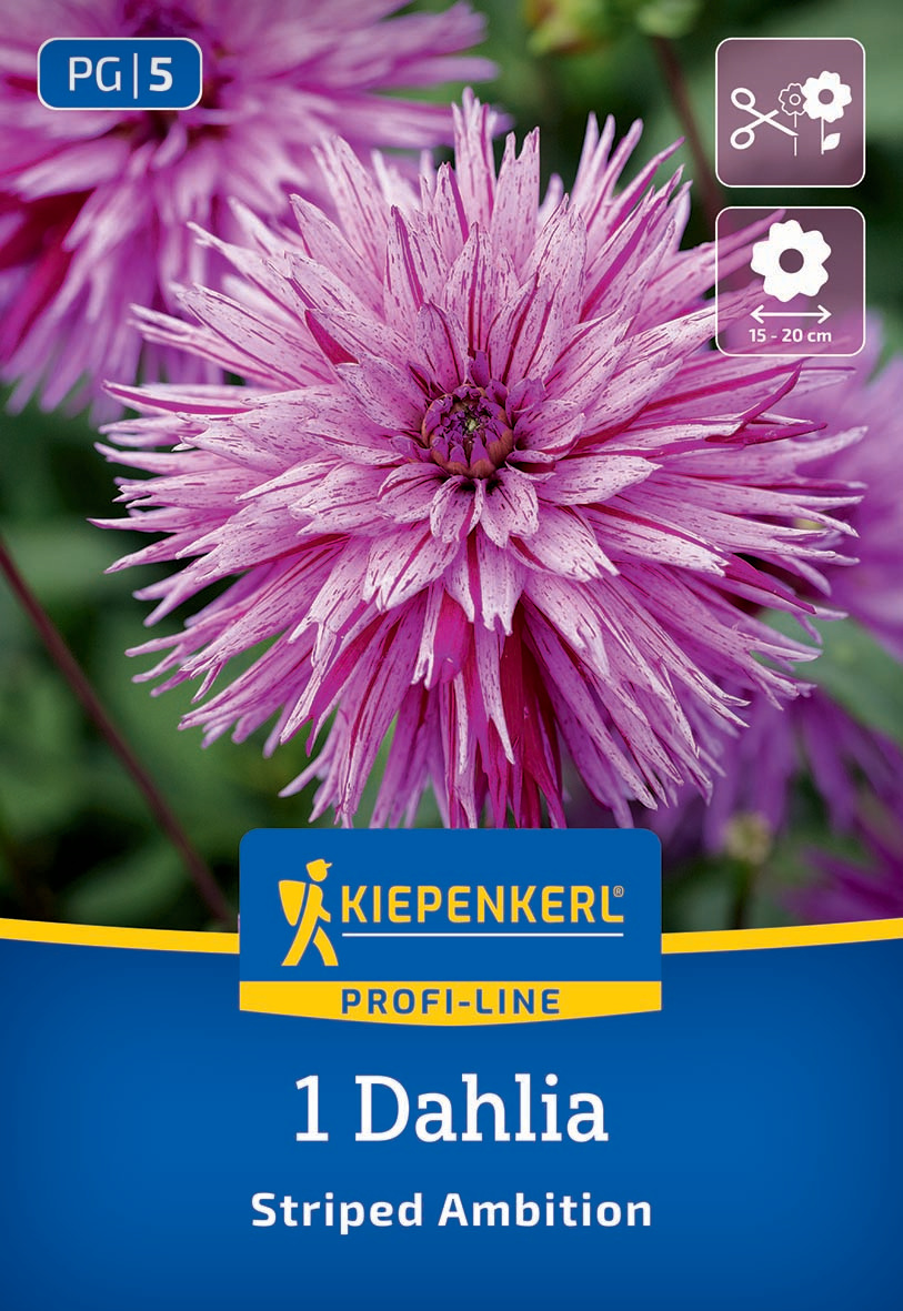 Nahaufnahme einer pink-lilafarbenen, gestreiften Dahlie mit vielen spitzen Blütenblättern vor grüner Hintergrund.