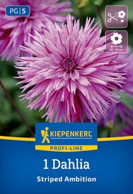 Nahaufnahme einer pink-lilafarbenen, gestreiften Dahlie mit vielen spitzen Blütenblättern vor grüner Hintergrund.
