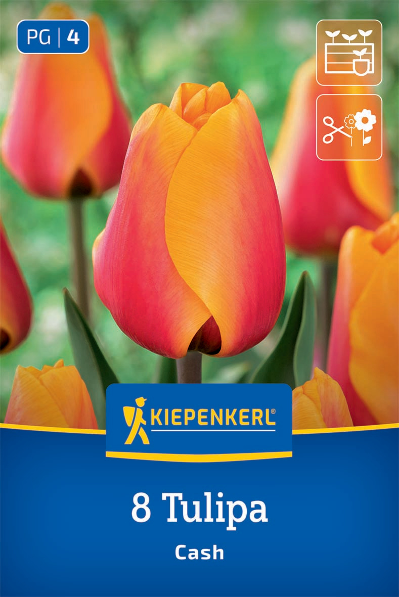 Darwin-Hybrid-Tulpe Cash