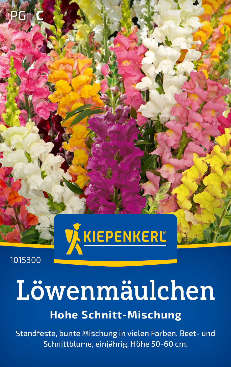 Bunte Löwenmäulchen in verschiedenen Farben, Hochschnitt-Mischung, mehrjährig, Höhe 50-60 cm.