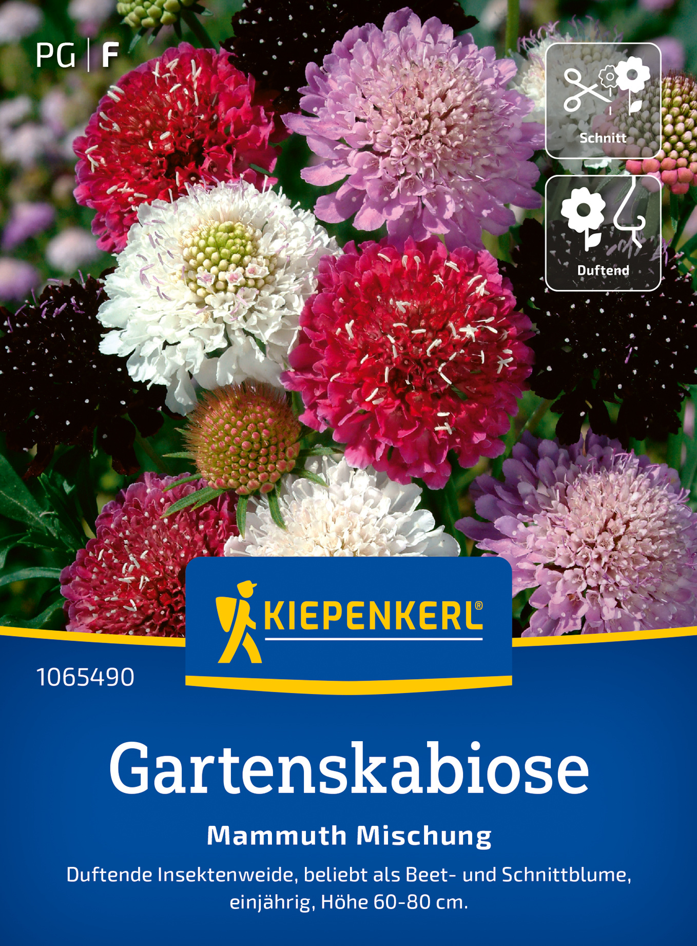 Gartenskabiosensamen Mammuth Mischung