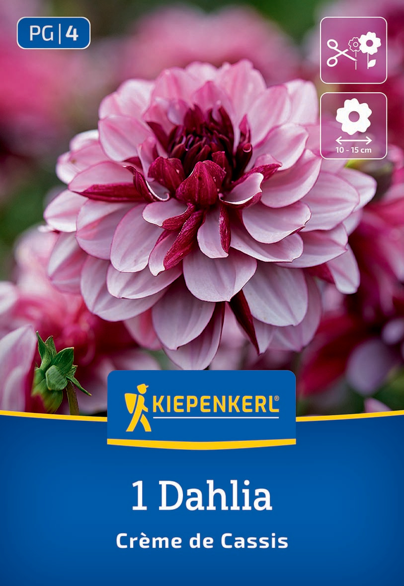 Pink und weiße Dahlie in Nahaufnahme mit grünen Blättern, Verpackung mit Kiepenkerl-Logo, Namen und Altersempfehlung.