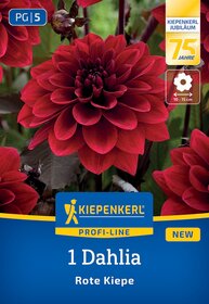 Rote Dahlie mit großen, dicht gepackten Blütenblättern auf einem Pflanzenschild.