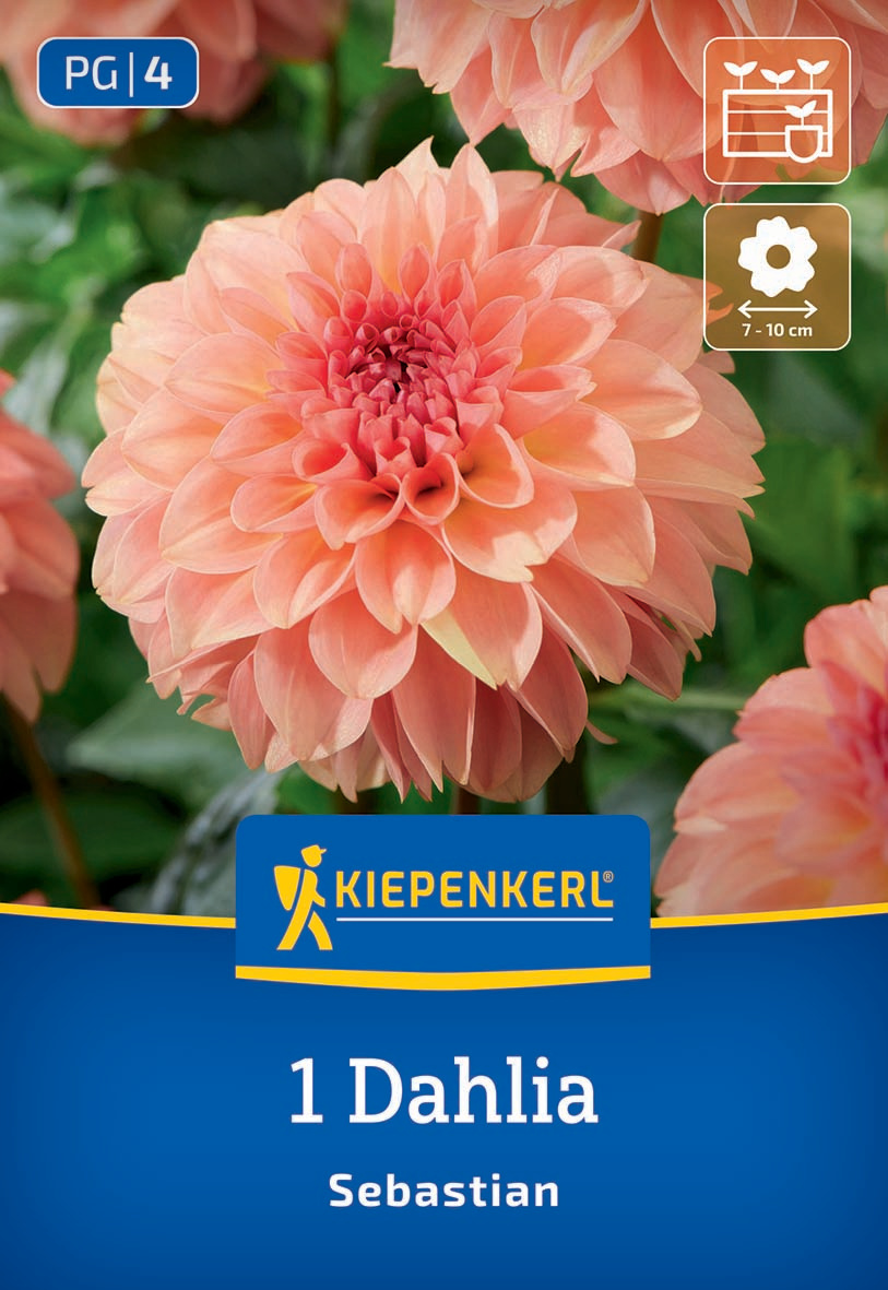 Große pinke Dahlie mit gefüllten Blüten vor grünem Hintergrund, Pflanzenlabel mit Herstellername.