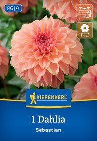 Große pinke Dahlie mit gefüllten Blüten vor grünem Hintergrund, Pflanzenlabel mit Herstellername.