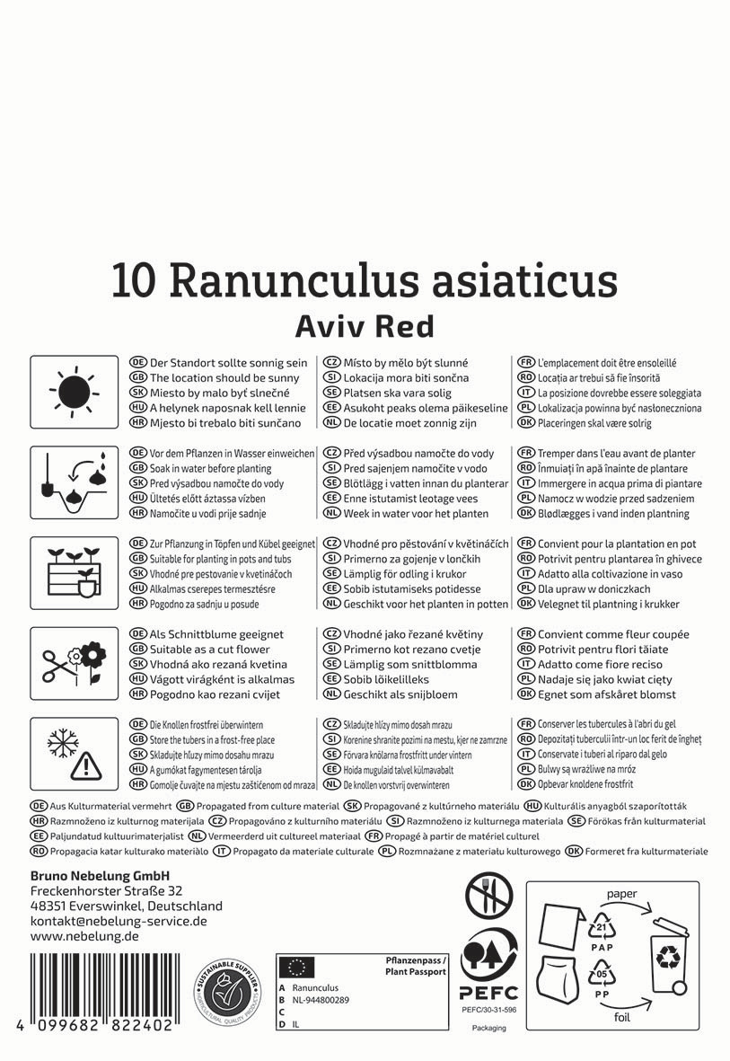 Anleitung für die Pflanzung und Pflege von Ranunculus asiaticus Aviv Red, mit Symbolen und Text in mehreren Sprachen.