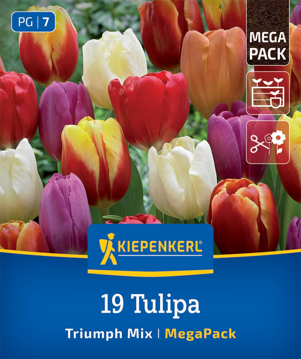 Mega-Pack Triumph-Tulpen Mischung