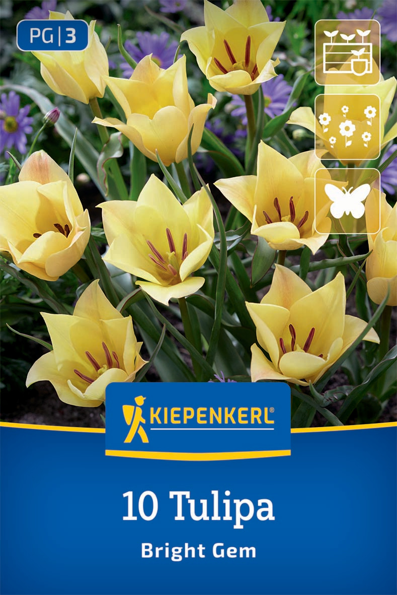 Wildtulpe Bright Gem