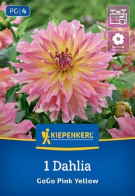 Große pinkgelbe Dahlie mit vielen spitzen Blütenblättern und grünen Blättern im Hintergrund.