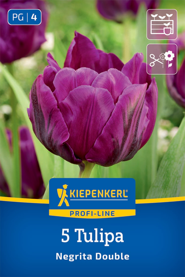 Gefüllte Späte Tulpe Negrita Double