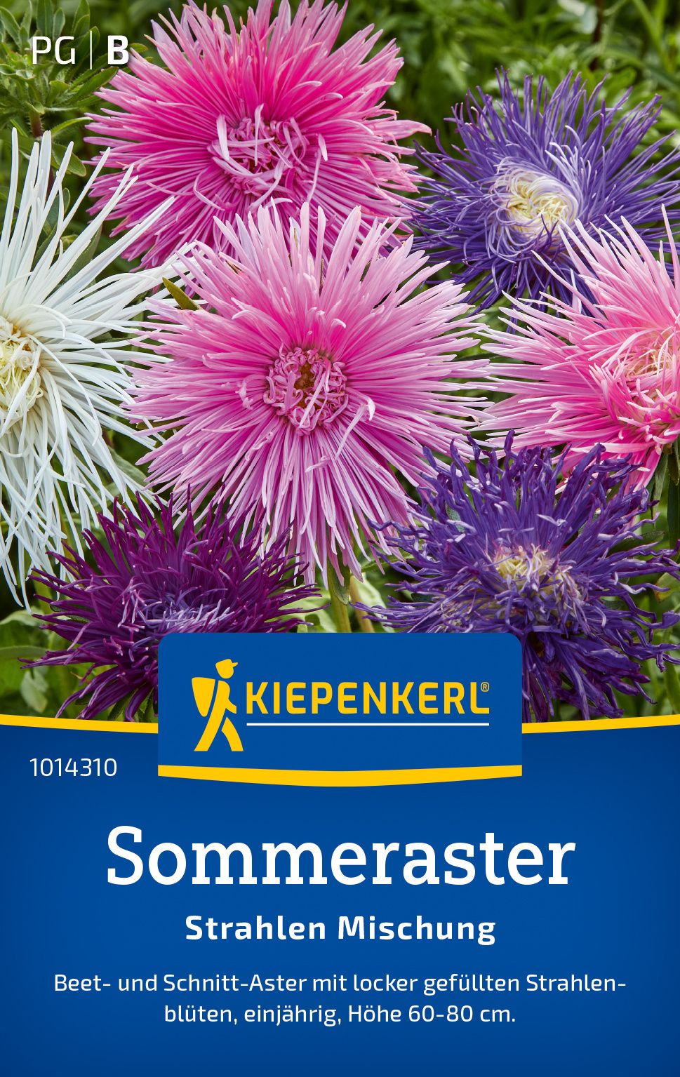 Sommerastersamen Strahlen Mischung