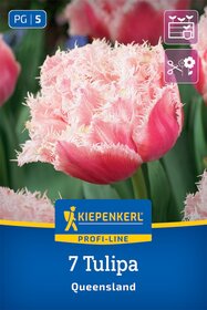 Gefranste Gefüllte Tulpe Queensland