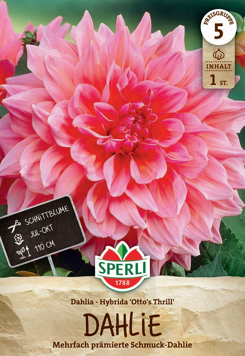 Große pinke Dahlie mit dichten, mehrfach geschichteten Blütenblättern.