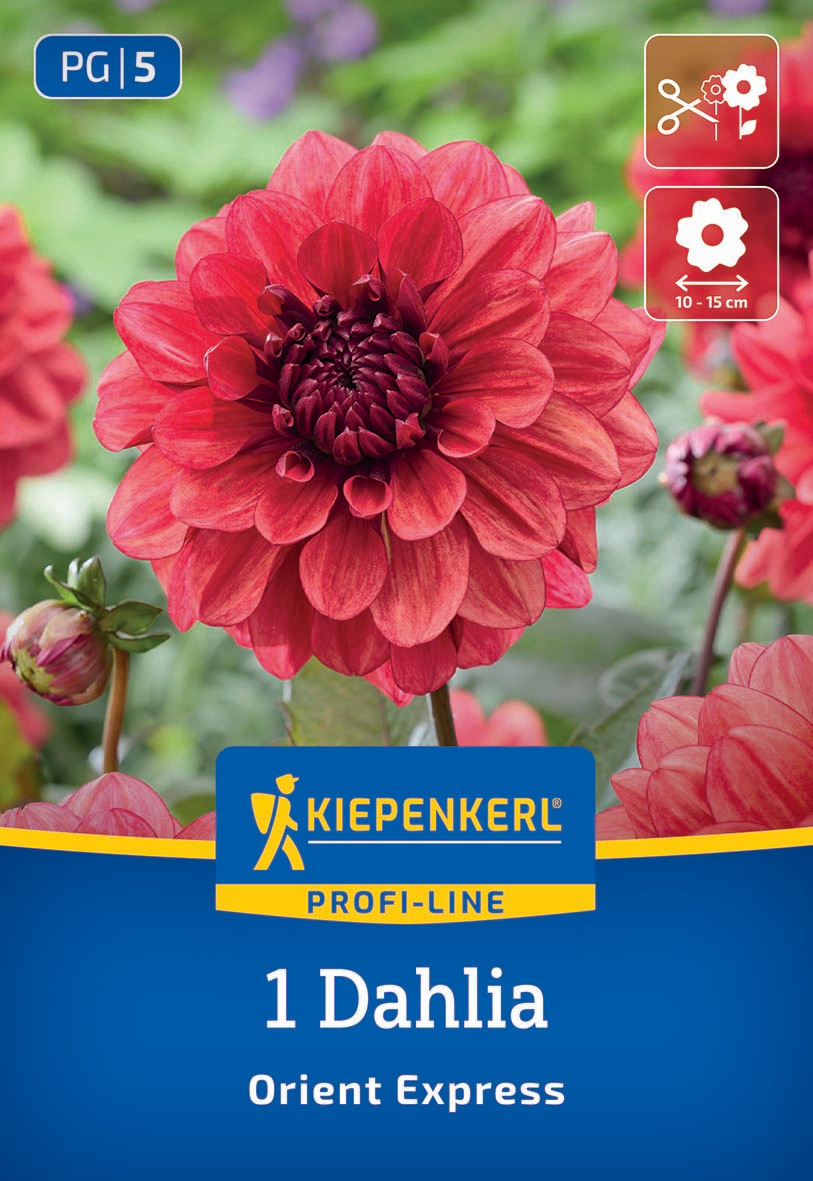 Große pinkrote Dahlie mit dunklem Zentrum und mehreren Blütenknospen, grüner Hintergrund.