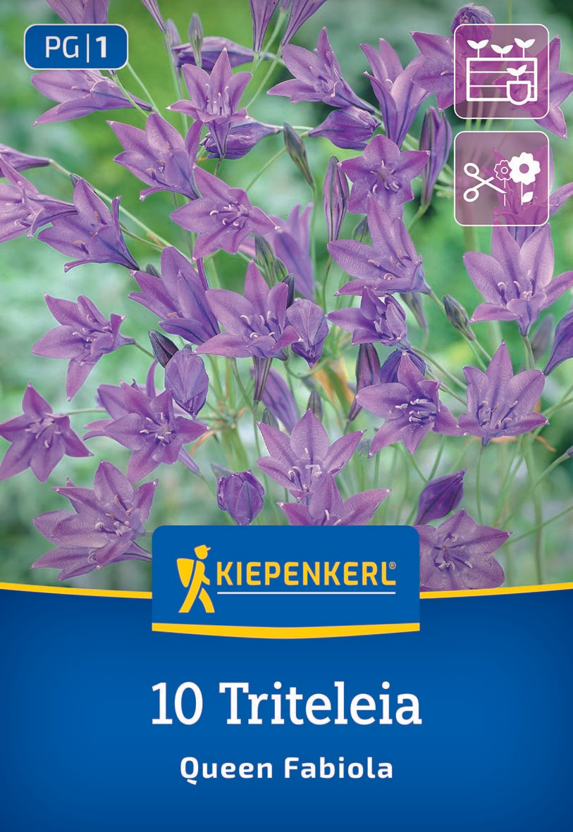 Violette Blumen im Blumenbeet mit grünen Hintergründen, Kiepenkerl-Logo, Produktname und Inhaltsangabe.