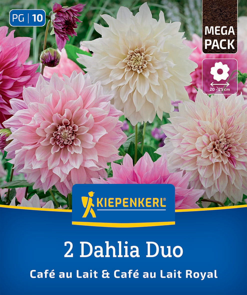 Dahlien Duo Café au Lait & Café au Lait Royal