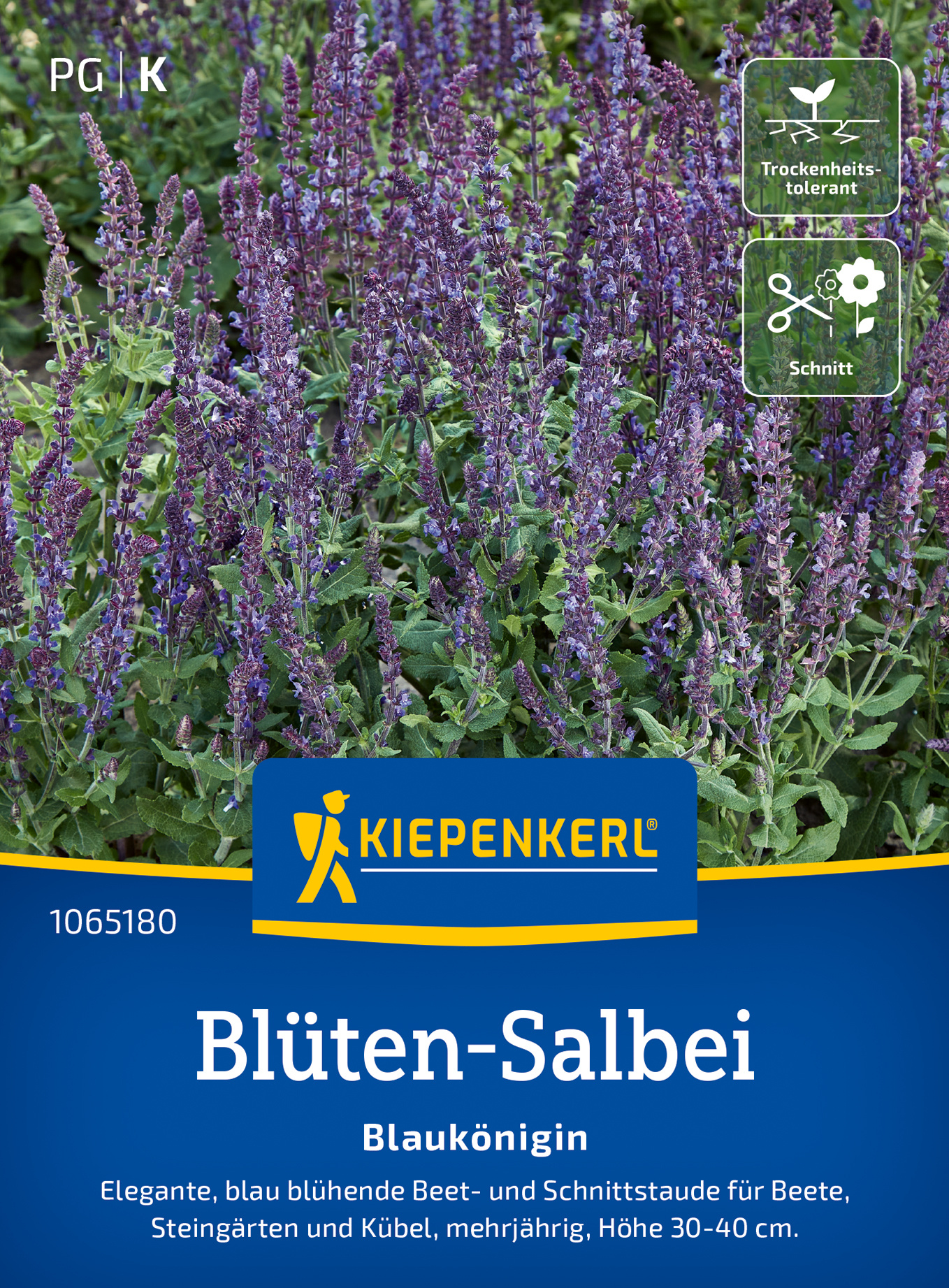 Blüten-Salbeisamen Blaukönigin