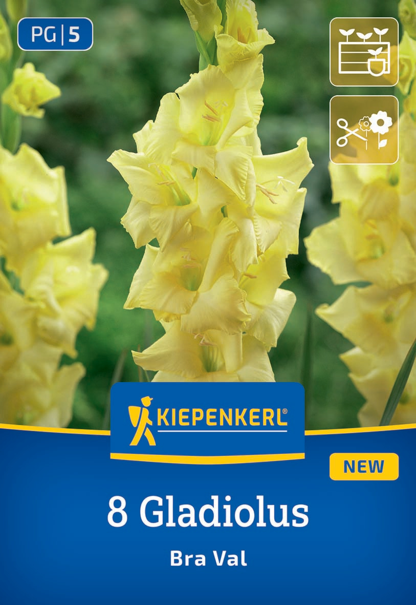 Gelbe Gladiolen blüht vor grüner Hintergrund mit Verpackungsaufschrift Kiepenkerl 8 Gladiolus Bra Val.