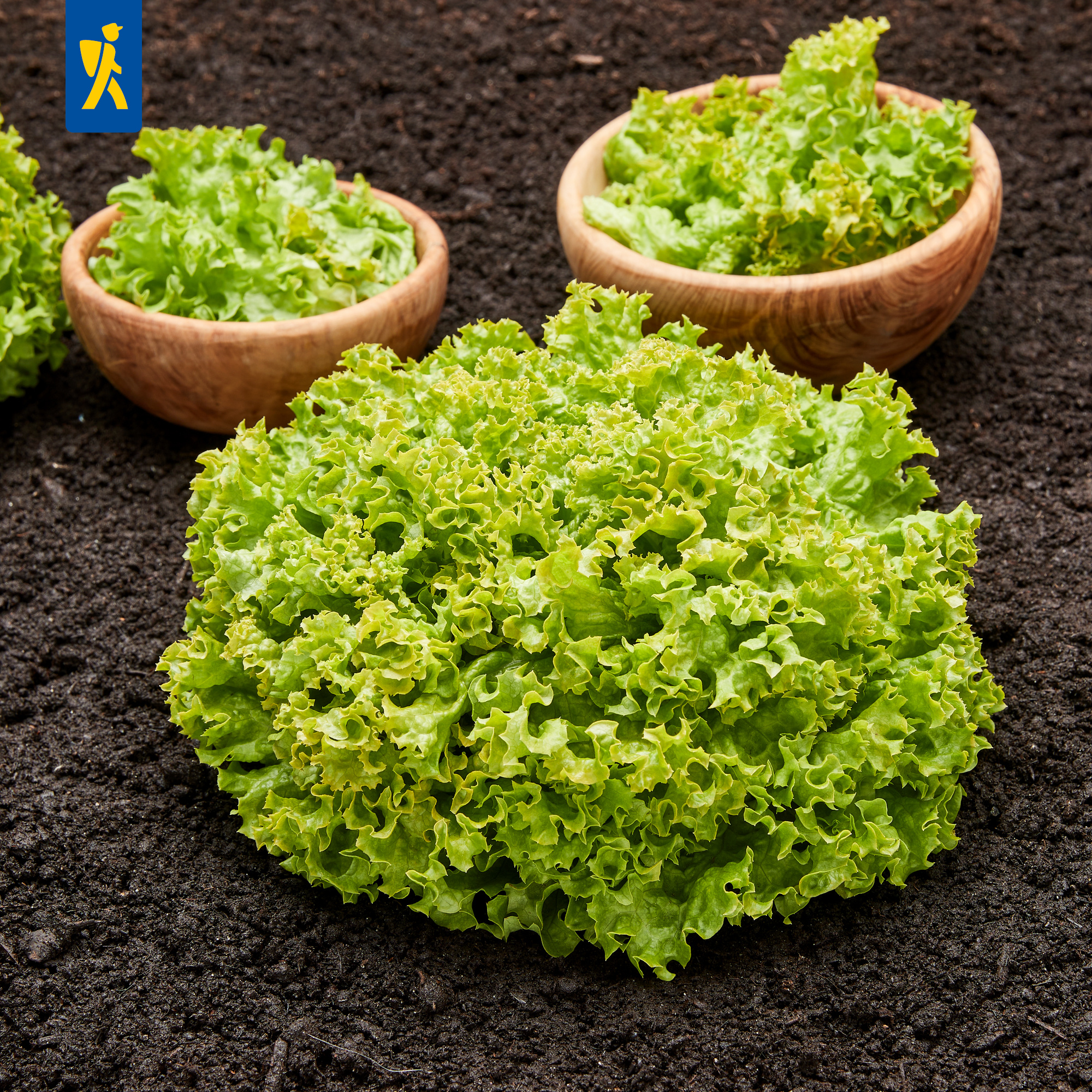 Grüner Salat auf dunkler Erde, drei Holzschalen mit Salatblättern.