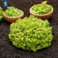 Grüner Salat auf dunkler Erde, drei Holzschalen mit Salatblättern.
