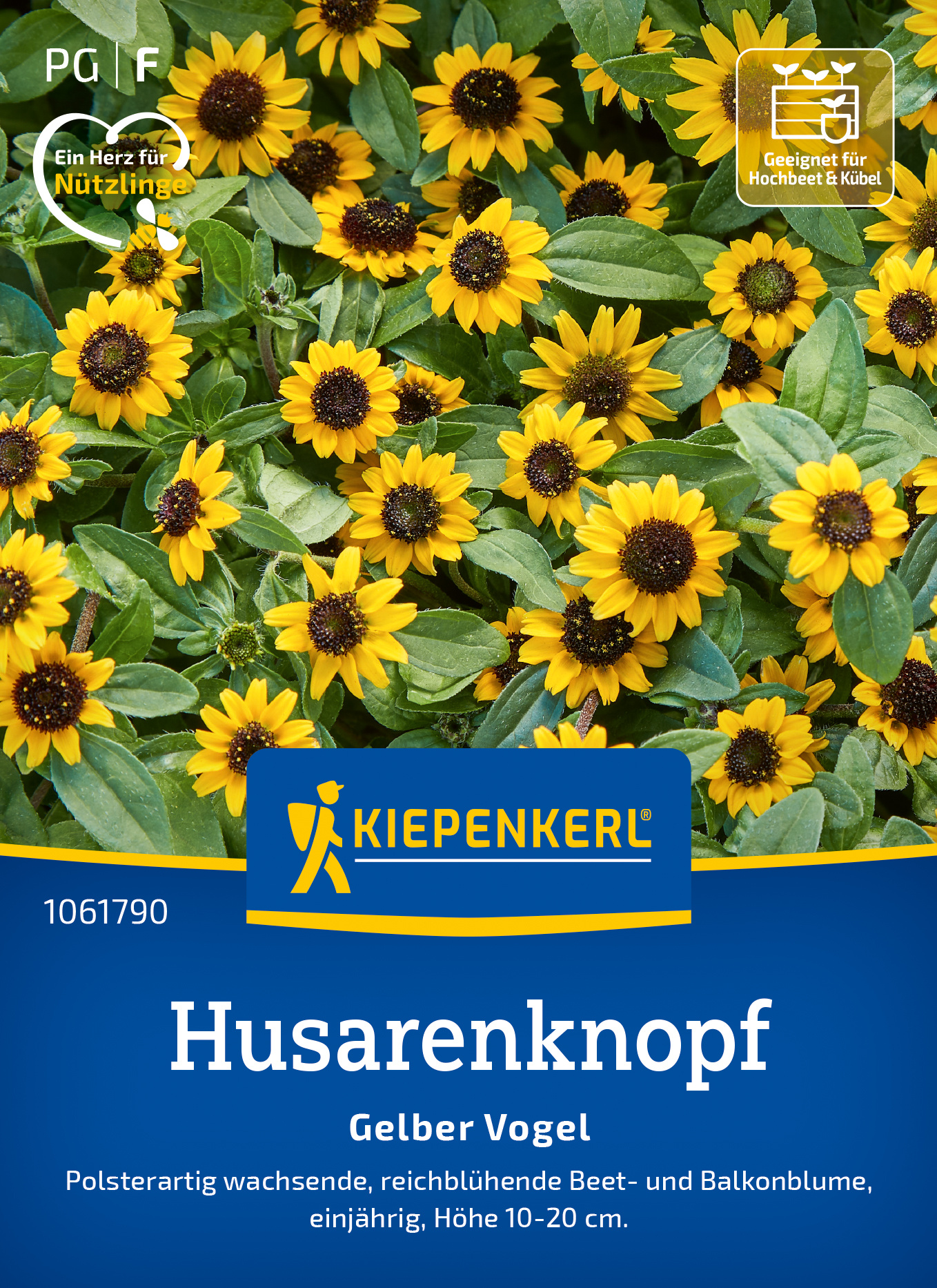 Gelbe Bodendecke mit kleinen gelben Blüten und grünen Blättern, wächst auf Balkon.