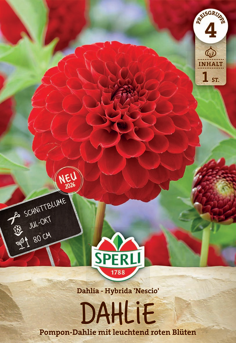 Rote Dahlie mit großen, leuchtend roten Blüten, grünen Blättern im Hintergrund.