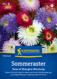 Bunte Silbertulpen in verschiedenen Farben auf einem blauen Hintergrund.