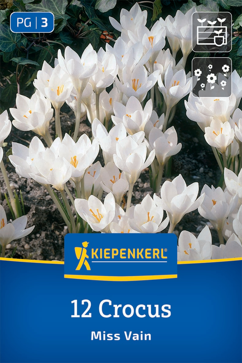 Botanischer Krokus Miss Vain