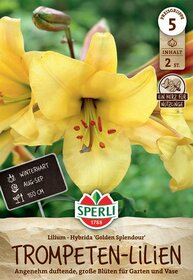 Gelbe Lilienblüte mit mehreren Blüten und Knospen im grünen Garten, Magentarote Staubblätter.