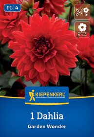 Rote Dahlie mit großen, mehrschichtigen Blüten auf grünen Blättern.