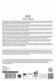 Oriental Lilie mit großen, gefüllten Blüten in Weiß, verströmend intensiven Duft, geeignet für Garten und Kübel.