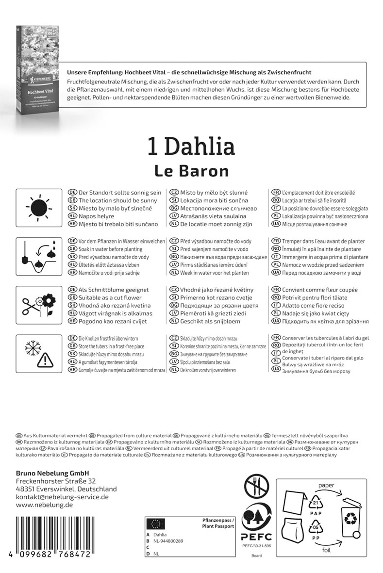 Dekorative Dahlie  Le Baron