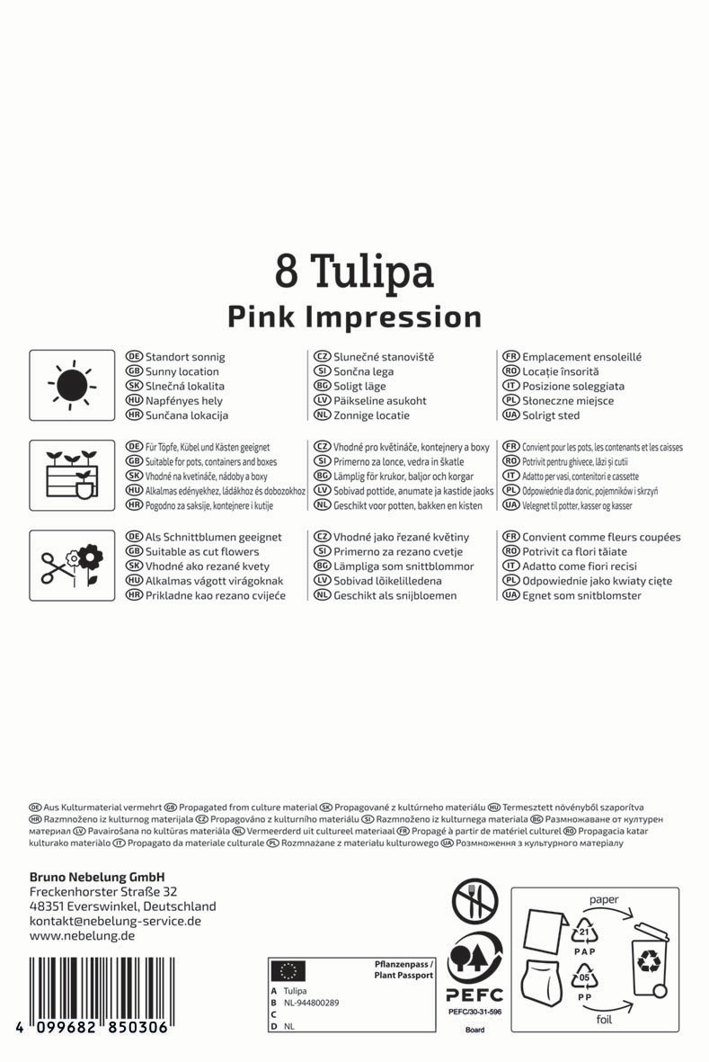 Darwin-Hybrid-Tulpe Pink Impression