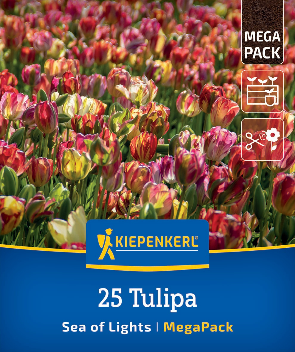 Mega-Pack Einfache Späte Tulpen Sea of Lights