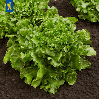 Grüner Kopfsalat wächst in dunkler Erde auf einem Beet.