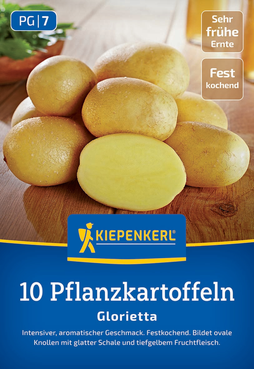 Zehn gelbe Pflanzkartoffeln auf Holzoberfläche, eine halbierte. Außen knollig, innen glatt gelb.