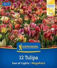 Mega-Pack Einfache Späte Tulpe Sea of Lights