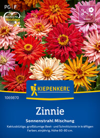 Bunte Zinnien in verschiedenen Farben auf einem Beet, mit grünen Blättern im Hintergrund.