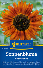 Sonnenblumensamen Abendsonnne