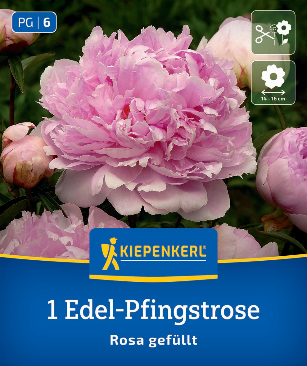 Edel-Pfingstrose Rosa gefüllt