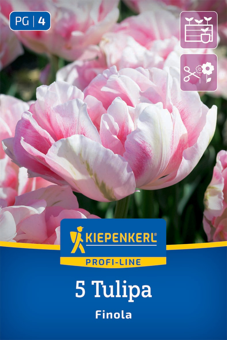 Gefüllte Späte Tulpe Finola