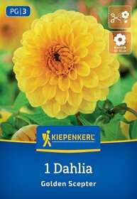 Gelbe Dahlia Blüte mit grünen Blättern, Pflanzenetikett mit Marke Kiepenkerl, Blüte im Detail, Sortenname Golden Scepter.