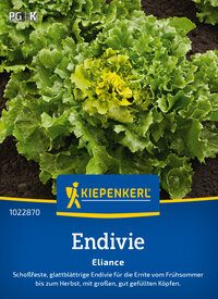 Endiviesamen Eliance