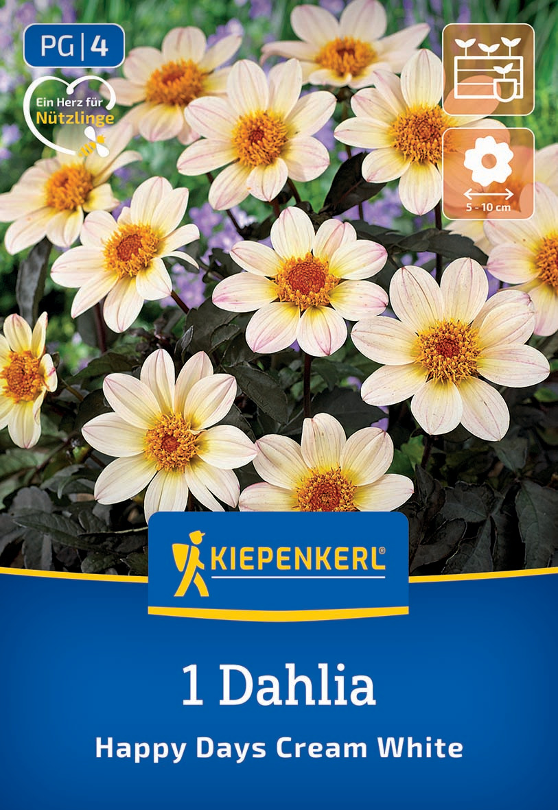 Weiß-rosa Dahlien mit gelben Zentren auf dunklem Laub im Garten.