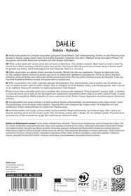 Dahlie White Star